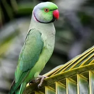 Попугай ожереловый(зеленая морфа,выкормыш)