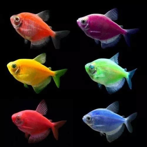glofish---glotetra---ternecija_1