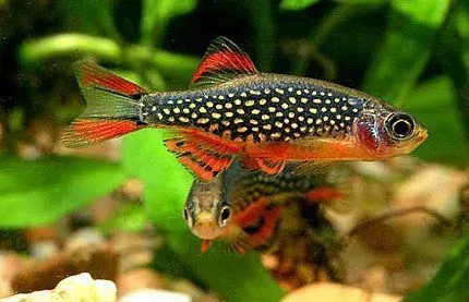 akvariumnye-krevetki-mikrorasbora-galaktika-288_2