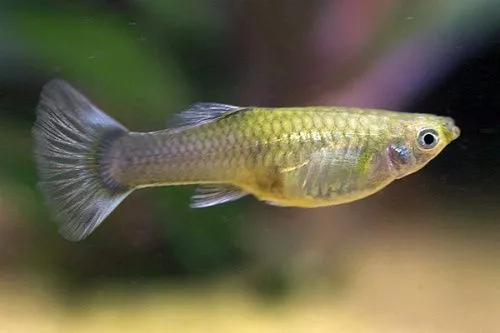 Guppy_05