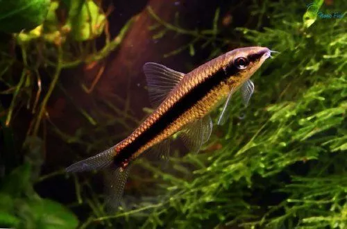 siamskij-vodorosleed-sae-siamese-algae-eater