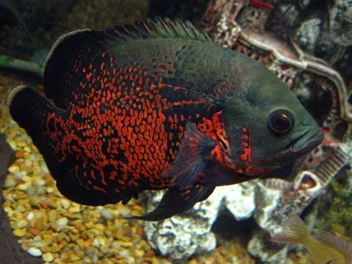 astronotus4