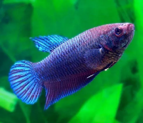 red+blue_female_betta_120612a4_w0640
