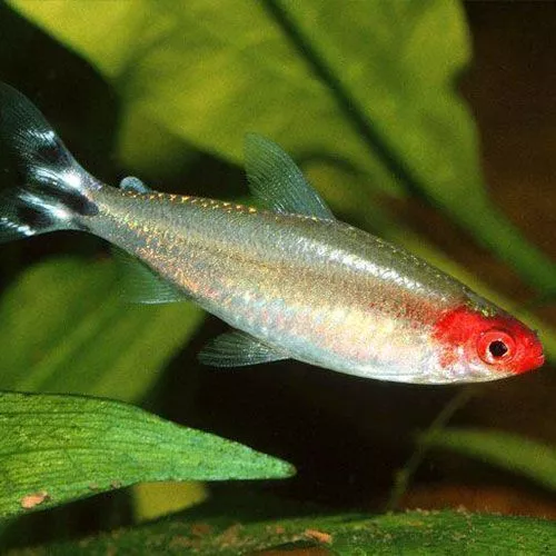 Hemigrammus-rhodostomus-01-500x500