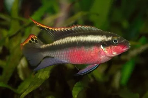1496220947_pelvicachromis-pulcher-erkek-copy