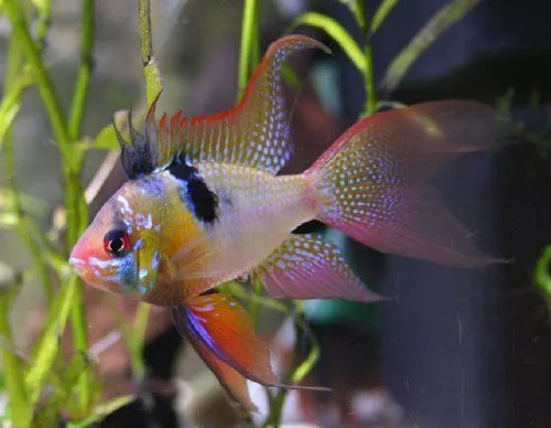 apistogramma3