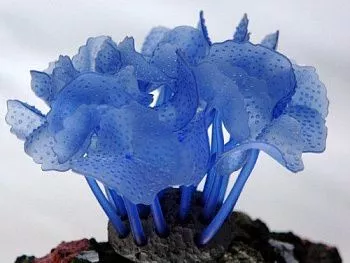 Силиконовый Коралл синий 5,5*5,5*12см