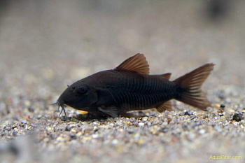 Corydoras_BLACK_VENEZUELA_03