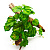 Террариумное растение маленький плющ