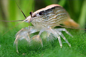 shrimp-philtrator-atyopsis-moluccensis