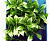 Искусственное растение Анубиас нана  25см на подложке