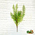 Террариумное растение Папоротник большой