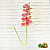 Террариумное растение Орхидея большая розовая