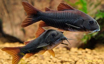 Corydoras_BLACK_VENEZUELA_02