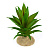 TERRA DELLA Растение для террариума "Алое", зелёное, 11x11x13см (Нидерланды)