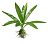 Искусственное растение 15см "Эхинодорус оцелот" 
