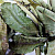 DECOTOP Guava black XXS - Листья черной гуавы, 5-10 см, 20шт