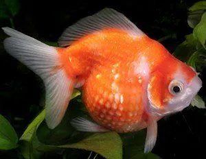 goldfish_pearlscale-300x232