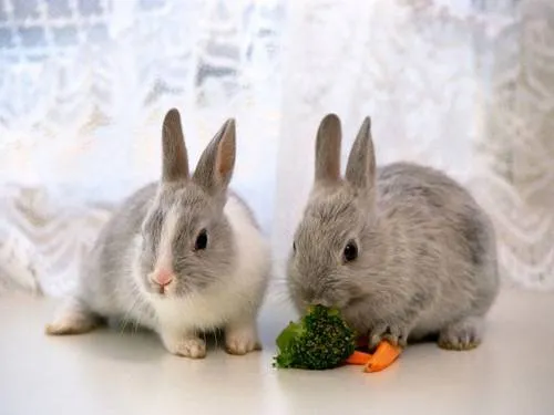 fancy-rabbit-food_big