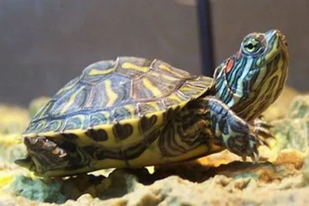 Черепаха красноухая купить недорого в Хабаровске